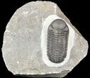 Nice, Austerops Trilobite - Morocco #54346-1